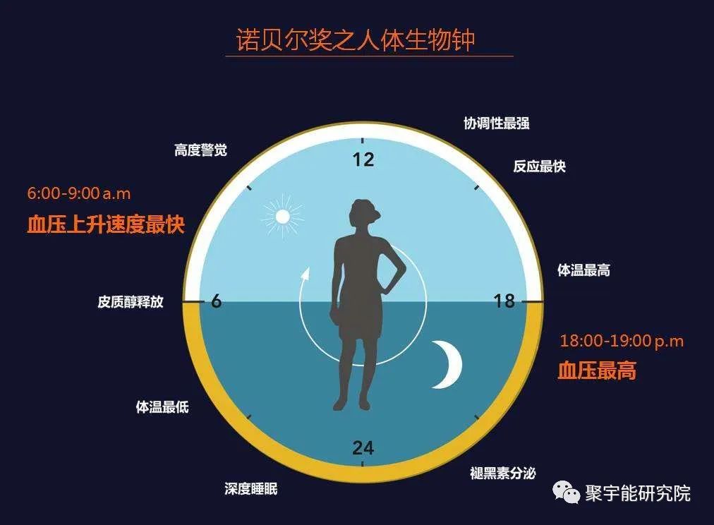 金日光教授:【《黄帝内经》漫谈•之二十七】二十四小时营气大循环中有什么事要知道?(图2) 36.jpg