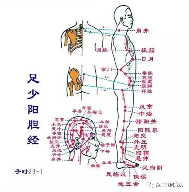 金日光教授:【《黄帝内经》漫谈•之二十九】小小胆为何能<决十一脏>?(图2) 28.jpg