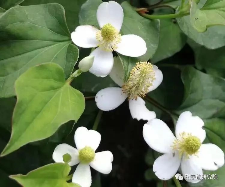 金日光教授:【《黄帝内经》漫谈•之三十】有些群友问为何鱼腥草能治核污染之伤?(图4) 23.jpg