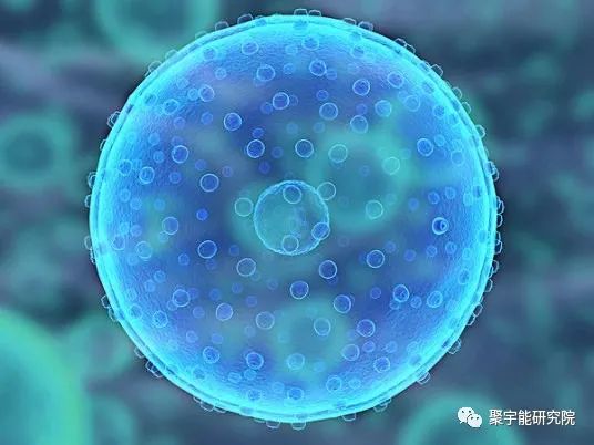 金日光教授:【《黄帝内经》漫谈•之三十一】现在食品里几乎没有生命动力源精了!(图2) 26.jpg