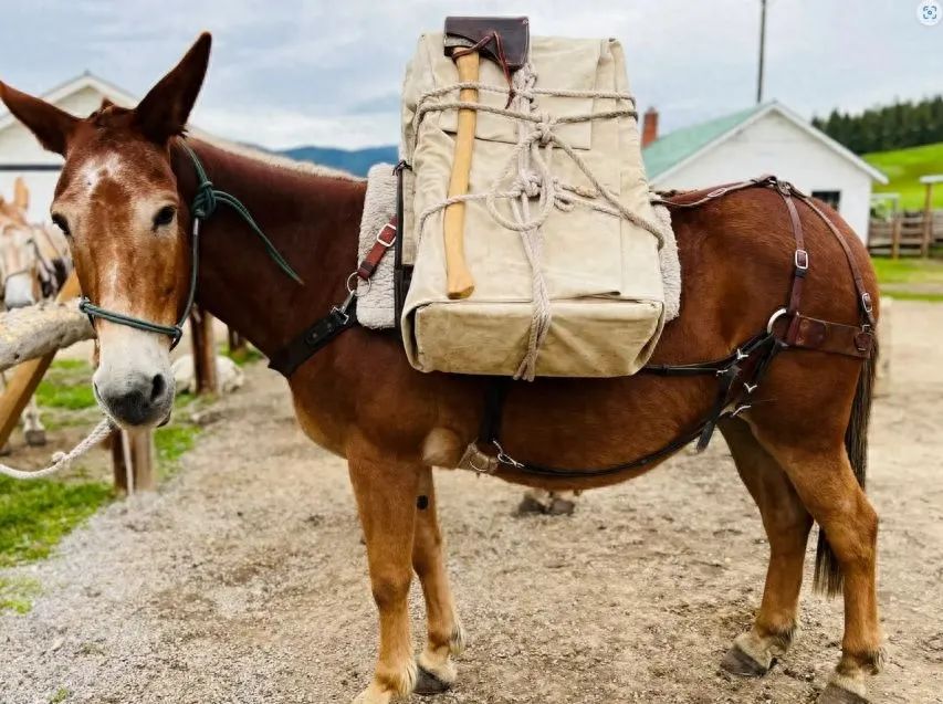 黄种人黑种人和白种人能自由交配,为何人类之间不存在生殖隔离?(图3) 9.jpg