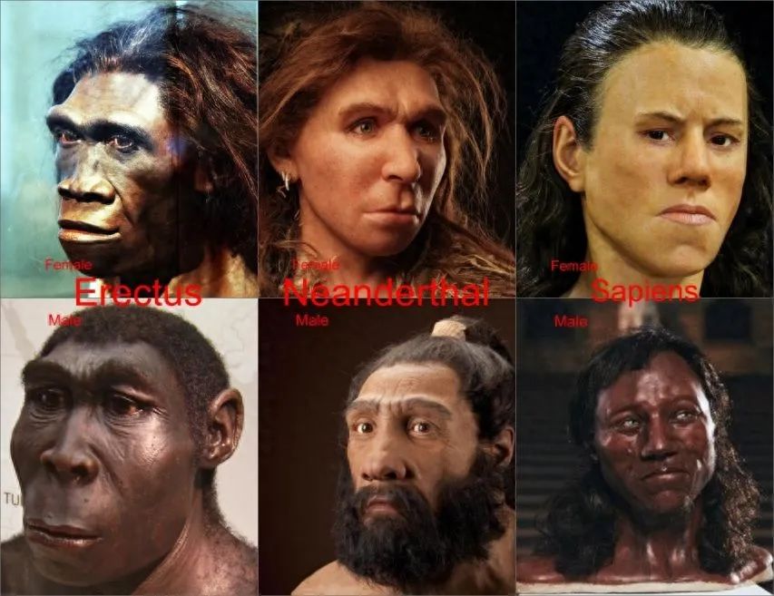 黄种人黑种人和白种人能自由交配,为何人类之间不存在生殖隔离?(图8) 14.jpg