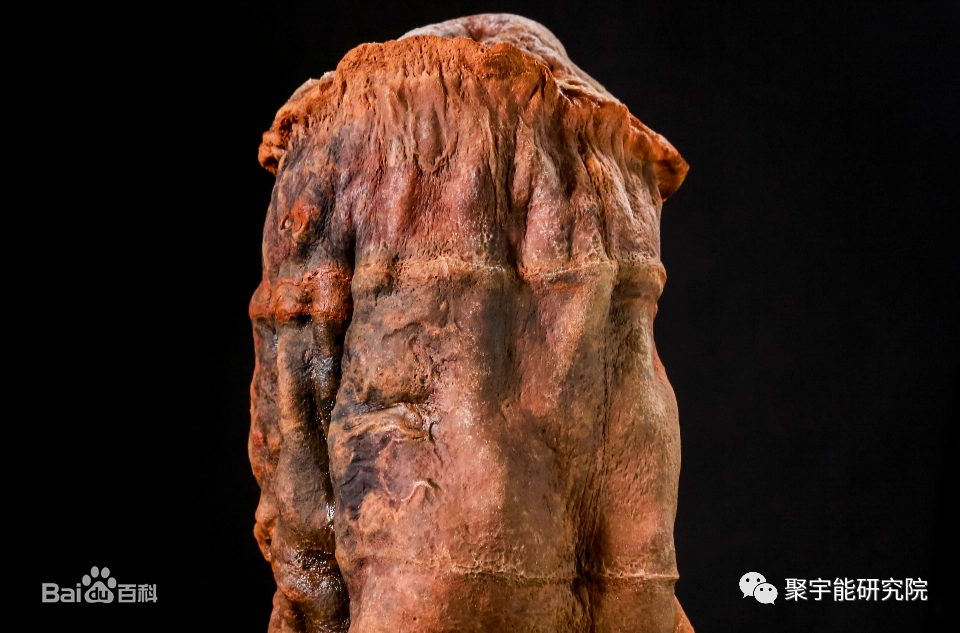 金日光教授:【《黄帝内经》漫谈•之三十五】漫谈<太岁>肉灵芝的小故事(图1) 47.png