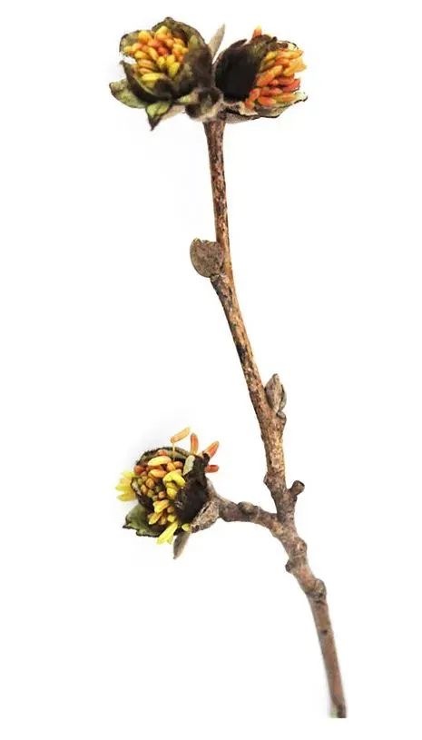 1500万年前的它,被发现了(图1) 41.jpg