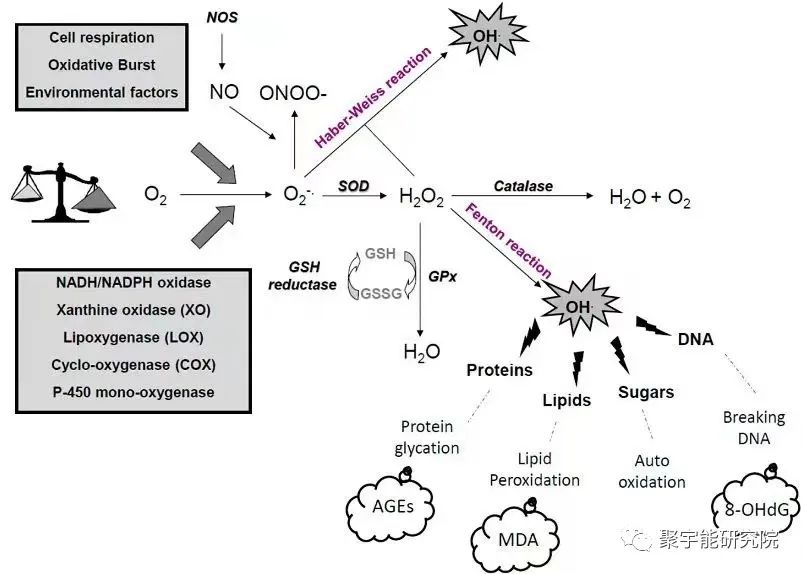 金日光教授:【漫谈《黄帝内经》•之三十七】为什么聚宇能生命动力液,能有效地阻止体内自由基对DNA的损伤!(图2) 44.jpg