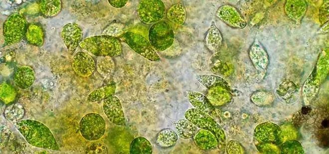 16个难以置信的事实,别不信,每一个都是真实的(图2) 12.jpg