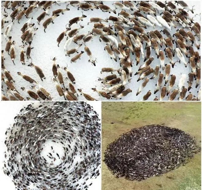 16个难以置信的事实,别不信,每一个都是真实的(图6) 16.jpg