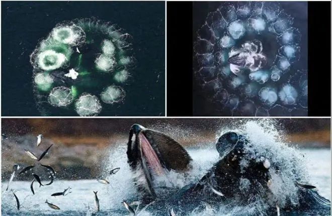 16个难以置信的事实,别不信,每一个都是真实的(图9) 19.jpg