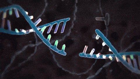 金日光教授:【漫谈《黄帝内经》•之三十九】四膜虫在生命动力源水中大大延长寿命是真的吗?(图8) 37.gif