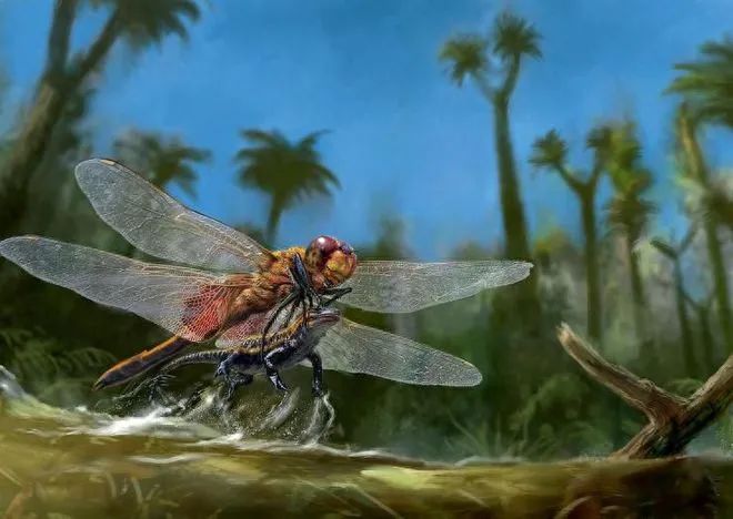 蜻蜓的12个令人敬畏的事实,令人惊叹不已!(图1) 24.jpg