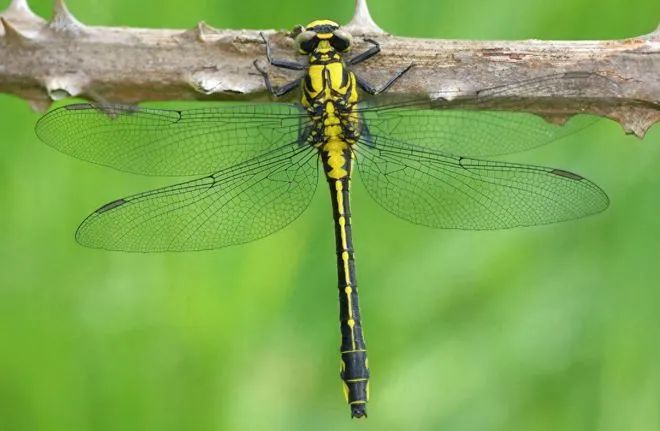 蜻蜓的12个令人敬畏的事实,令人惊叹不已!(图2) 25.jpg