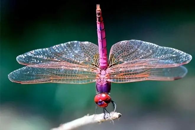 蜻蜓的12个令人敬畏的事实,令人惊叹不已!(图5) 28.jpg