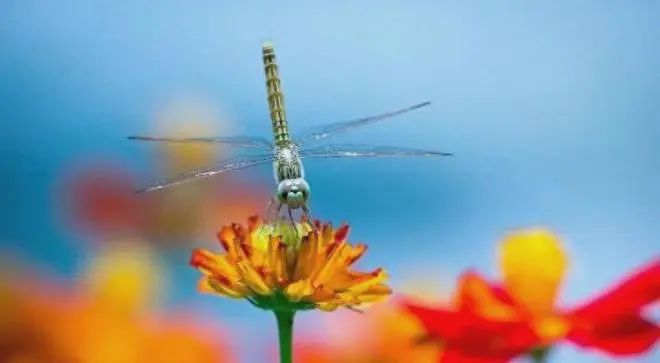 蜻蜓的12个令人敬畏的事实,令人惊叹不已!(图7) 30.jpg