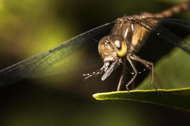 蜻蜓的12个令人敬畏的事实,令人惊叹不已!(图9) 32.jpg