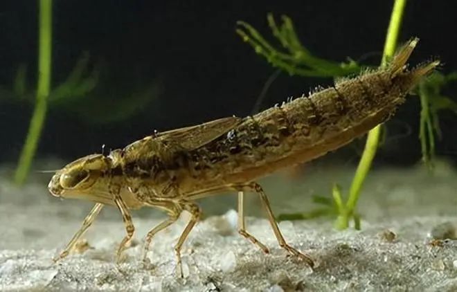 蜻蜓的12个令人敬畏的事实,令人惊叹不已!(图11) 34.jpg