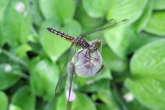 蜻蜓的12个令人敬畏的事实,令人惊叹不已!(图12) 35.jpg