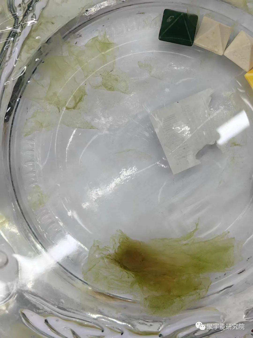 金日光教授:【漫谈《黄帝内经》•之四十三】常州《黄》展馆两瓶里太岁现状(图1) 19.jpg