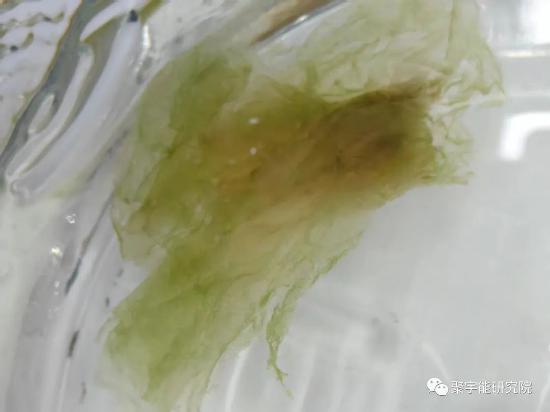 金日光教授:【漫谈《黄帝内经》•之四十三】常州《黄》展馆两瓶里太岁现状(图2) 20.jpg