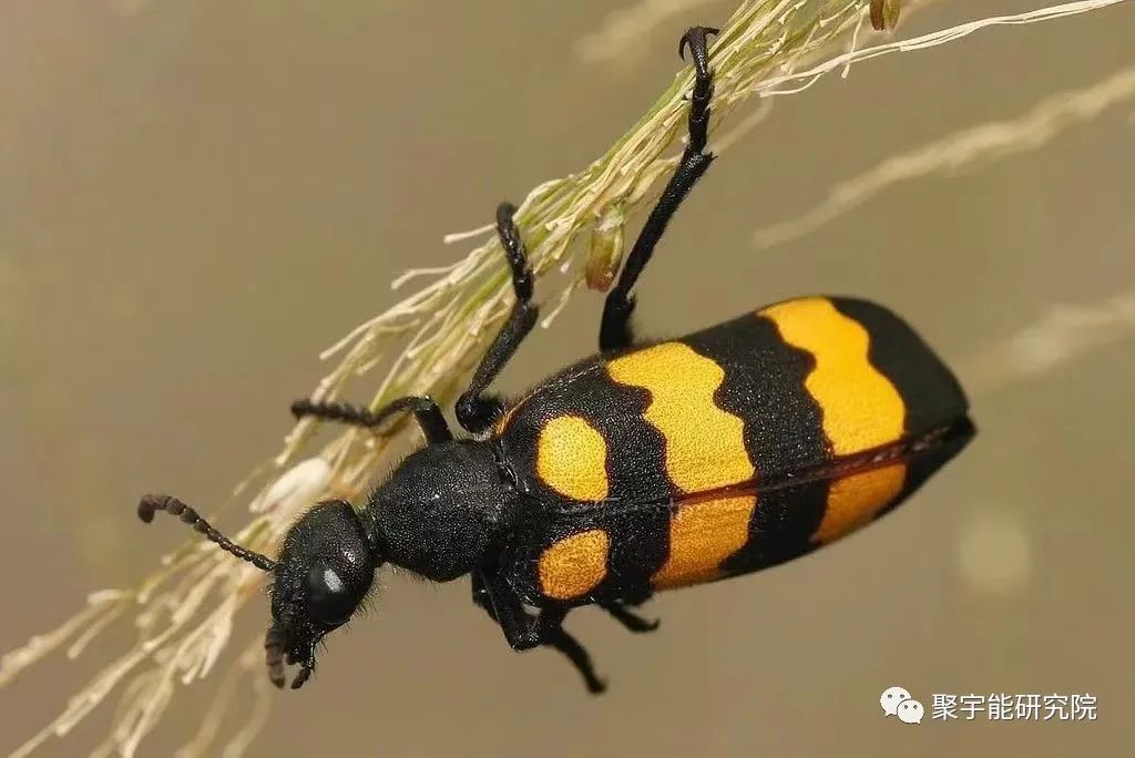 金日光教授:【漫谈《黄帝内经》•之四十五】斑蝥怎么是大毒中药呢?(图3) 3.jpg