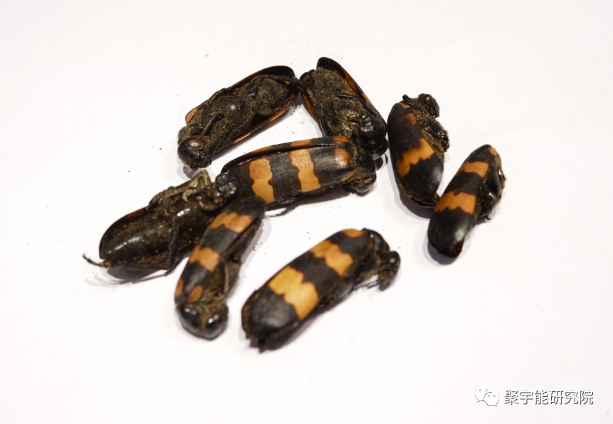 金日光教授:【漫谈《黄帝内经》•之四十五】斑蝥怎么是大毒中药呢?(图1) 1.png