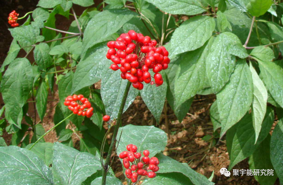 金日光教授:【《黄帝内经》漫谈•之四十七】人参到底有什么阴阳精及精气呢?(图1) 13.png