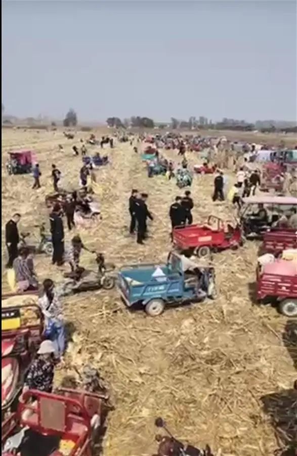 一玉米种植地遭数百余人哄抢?官方回应!(图1) 5.jpg