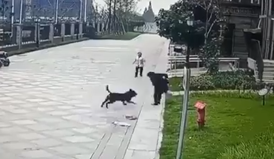 官方通报!“犬主人被采取刑事强制措施”(图1) 1.png