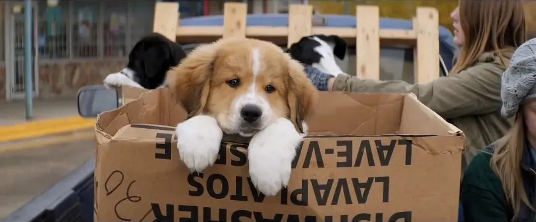 一只宠物狗伤人,所有流浪动物都该死?(图1) 20.jpg