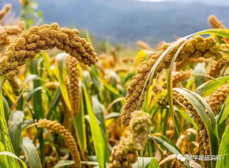 金日光教授:【《黄帝内经》漫谈•之五十六】2000多年前《黄帝内经》怎么能说五谷分别营养五脏?(图3) 03.jpg