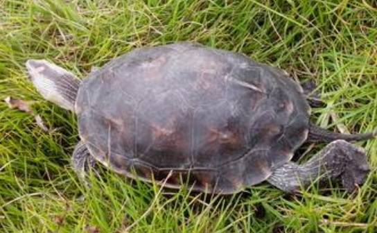 也许氧气是一种慢性毒气 吸入75年以上就会中毒而死!(图5) 18.jpg