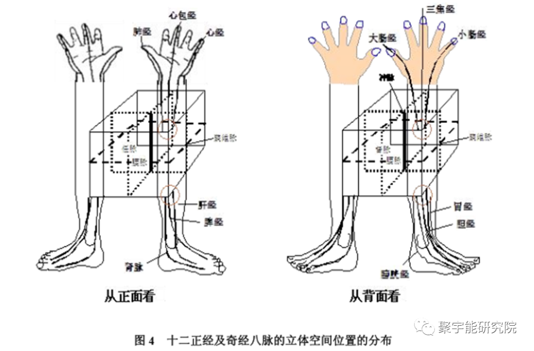 金日光教授:【《黄帝内经》漫谈•之六十四】为什么<人老腿寒,先脚老>?脚真的是<第二心脏>?(图2) 18.png