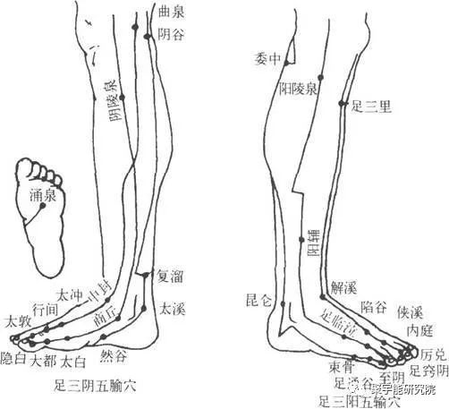 金日光教授:【《黄帝内经》漫谈•之六十四】为什么<人老腿寒,先脚老>?脚真的是<第二心脏>?(图3) 19.jpg