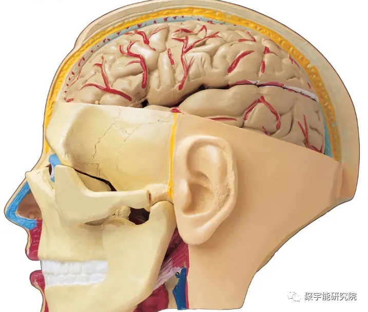 金日光教授:【漫谈《黄帝内经》•之六十六】脑溢血和脑出血的病机有什么差别?中药能预防?能治疗?(图5) 52.png