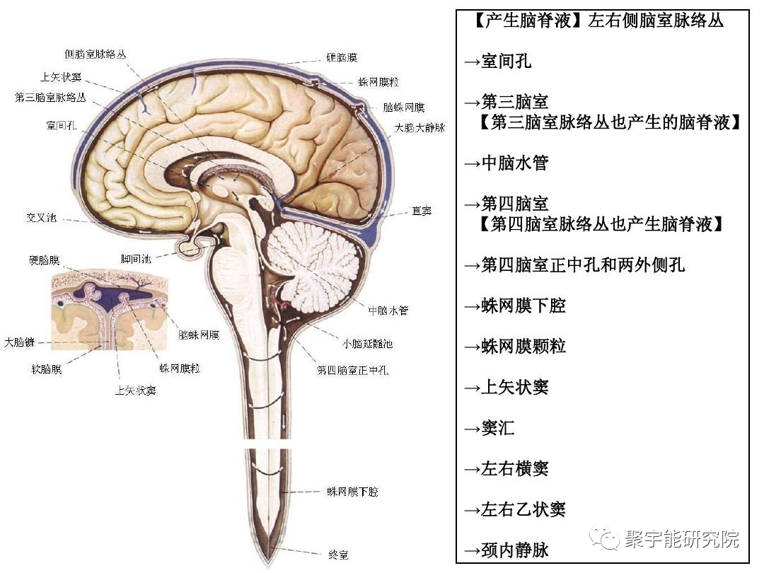 金日光教授:【漫谈《黄帝内经》•之六十六】脑溢血和脑出血的病机有什么差别?中药能预防?能治疗?(图10) 55.png