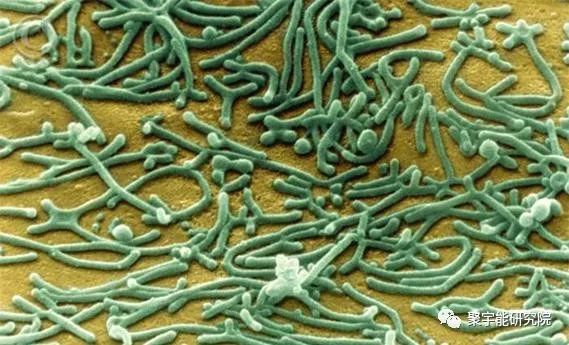 金日光教授:【《黄帝内经》漫谈•之七十二】对当前国内支原体病毒的高度警觉(图1) 30.jpg