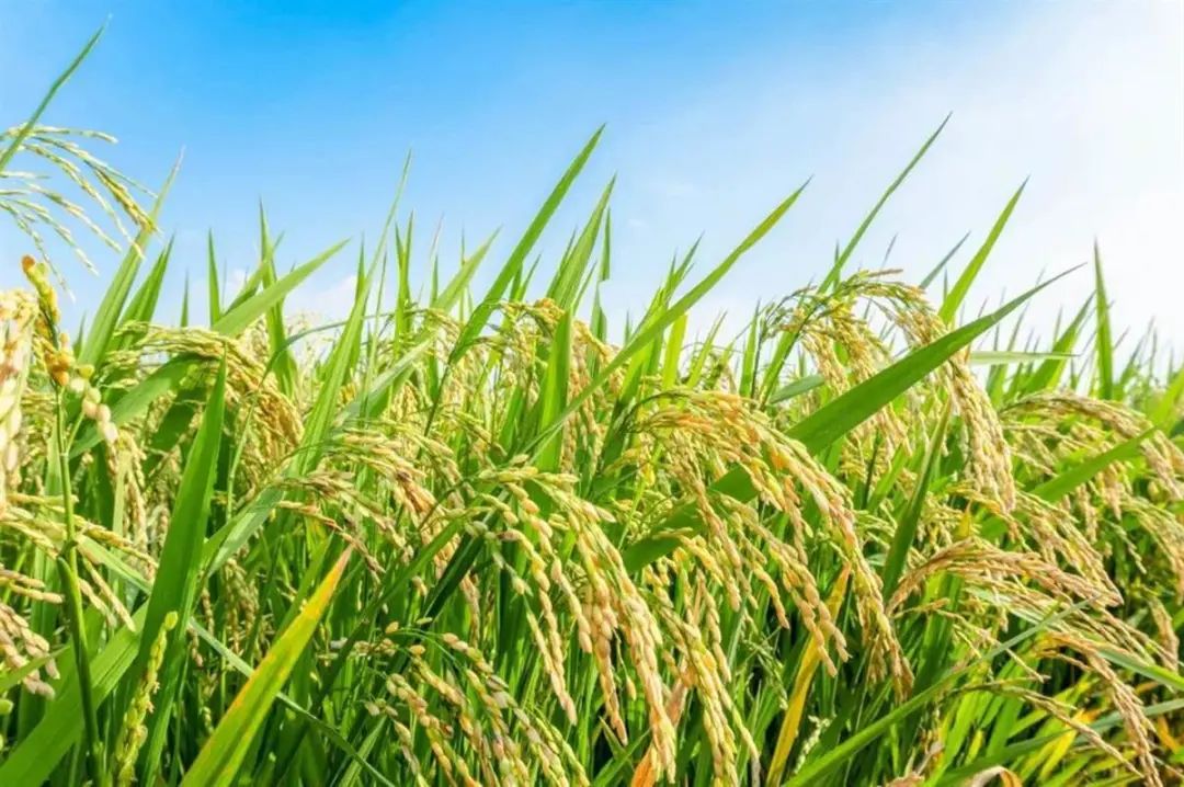 倡议居民保持10天以上存粮!当地发声(图2) 17.jpg