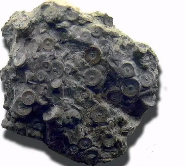 科学史上几大谎言,没有一个是真的,但是至今仍有人深信不疑(图6) 15.png