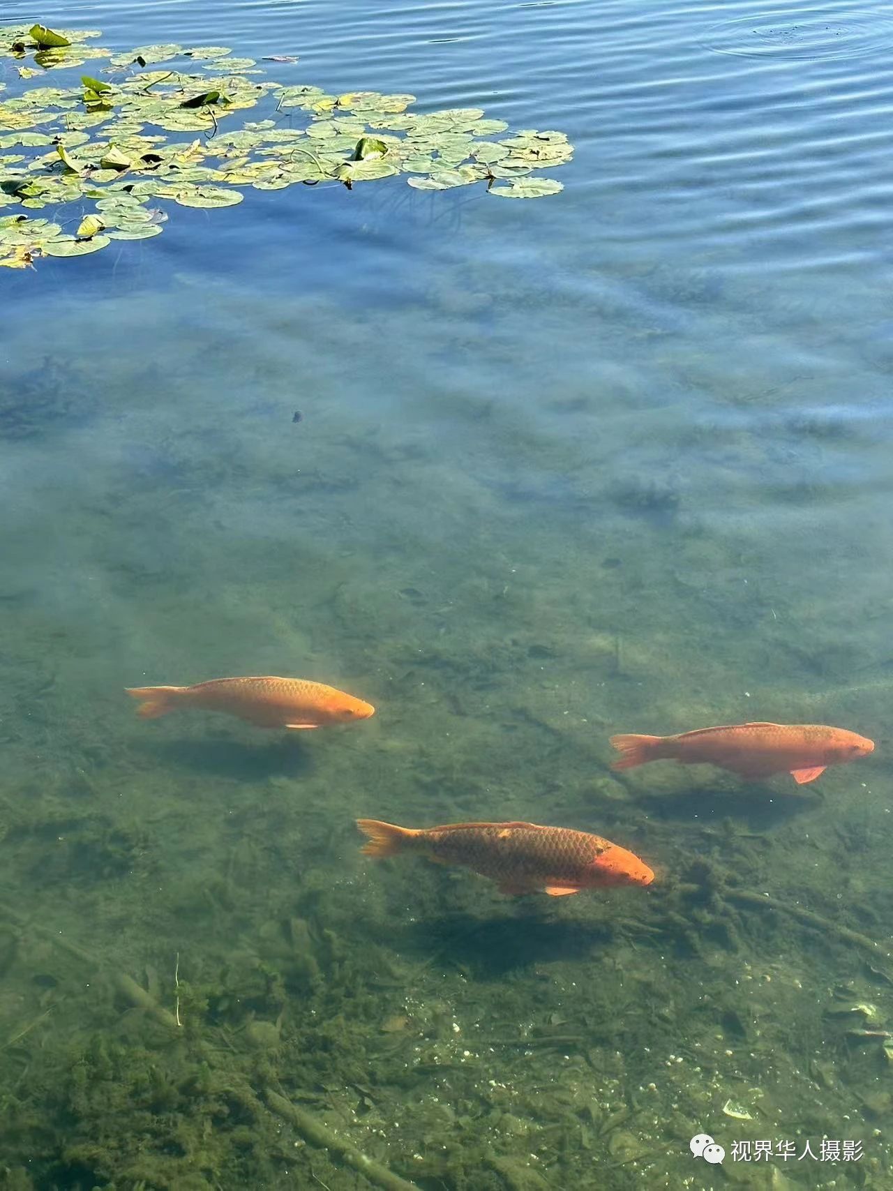 岑国荣|辞旧迎新的祝福:年年有鱼(图4) 4.jpg