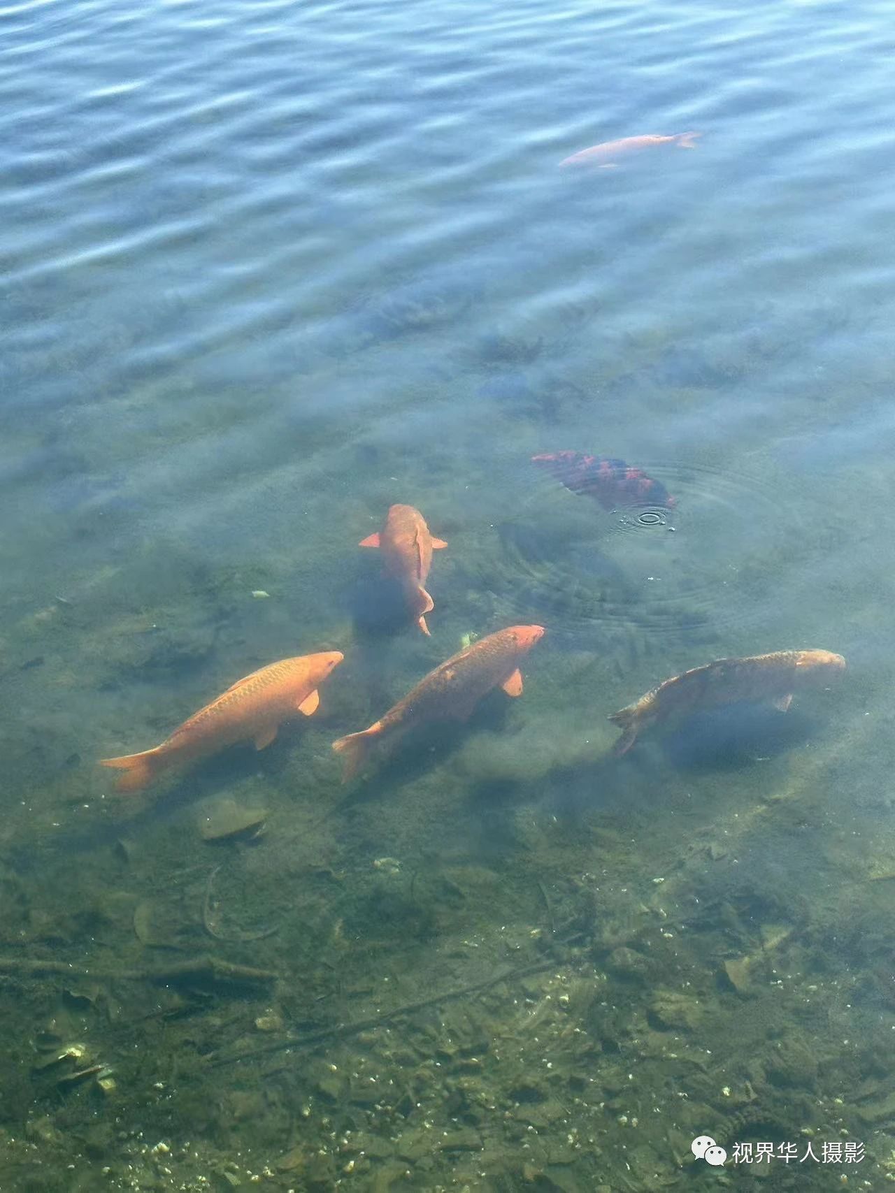 岑国荣|辞旧迎新的祝福:年年有鱼(图5) 5.jpg