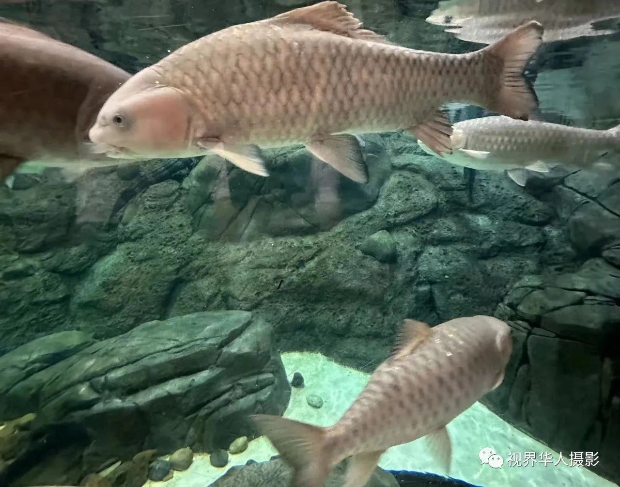 岑国荣|辞旧迎新的祝福:年年有鱼(图9) 9.jpg