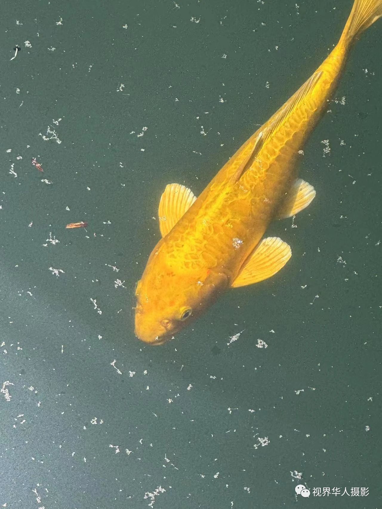 岑国荣|辞旧迎新的祝福:年年有鱼(图11) 11.jpg