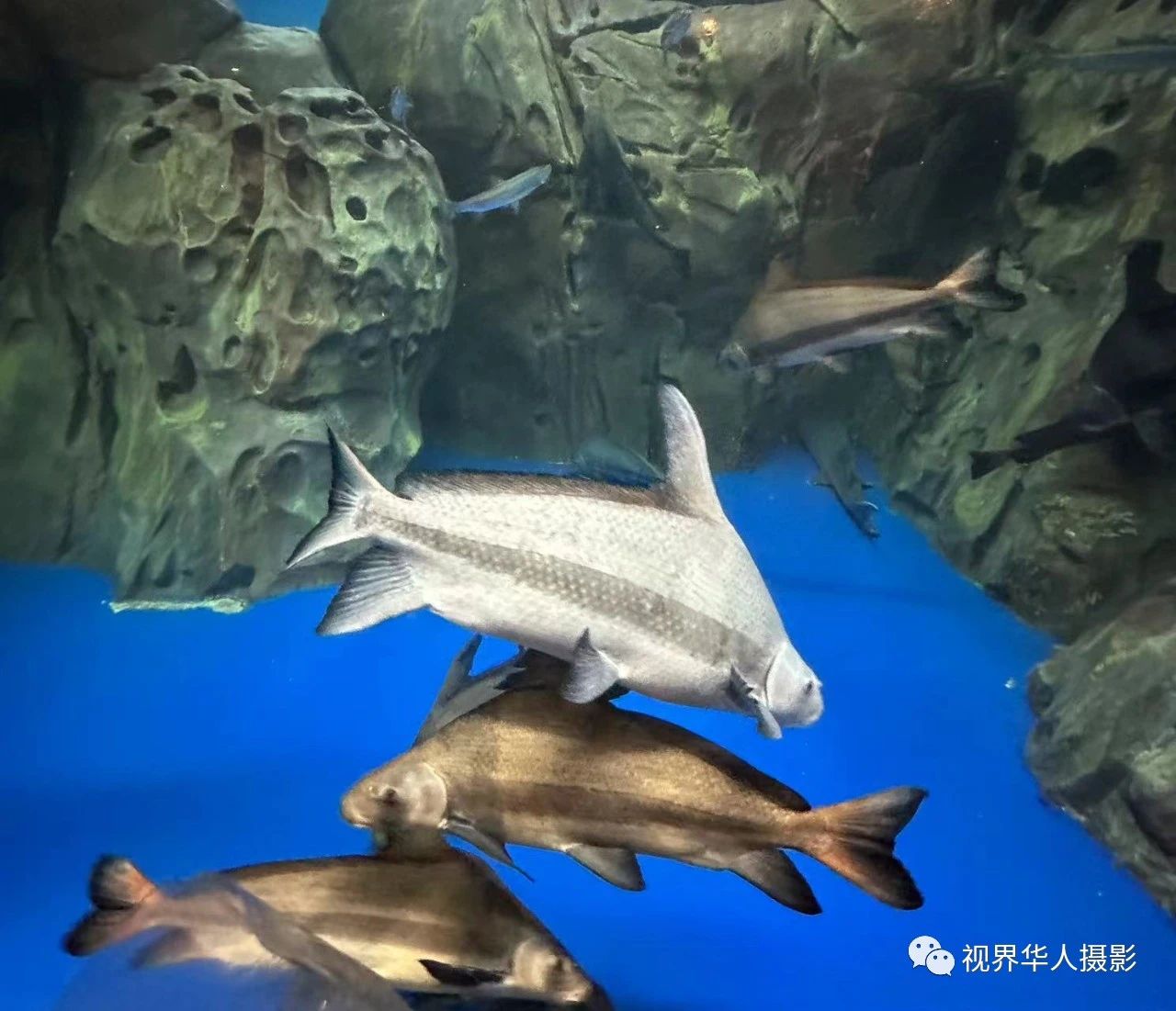 岑国荣|辞旧迎新的祝福:年年有鱼(图24) 24.jpg