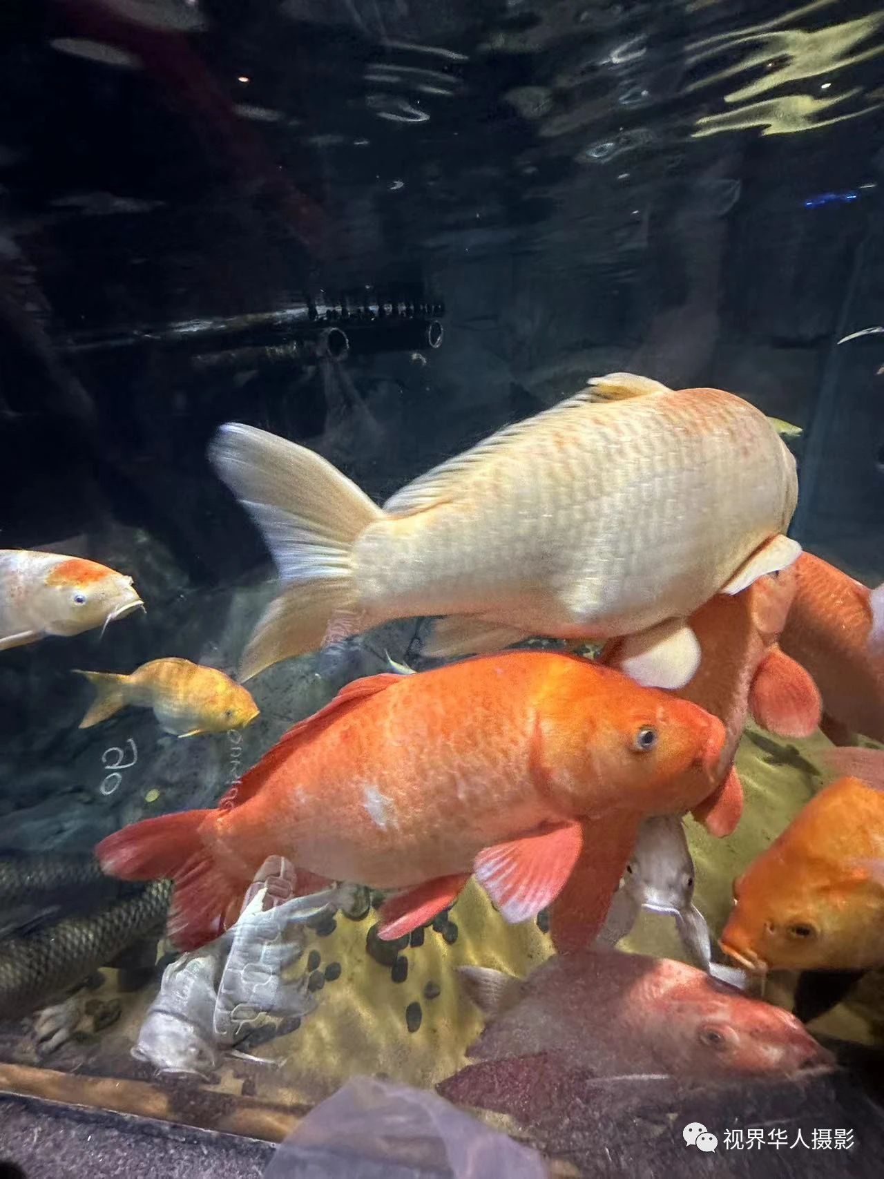 岑国荣|辞旧迎新的祝福:年年有鱼(图25) 25.jpg