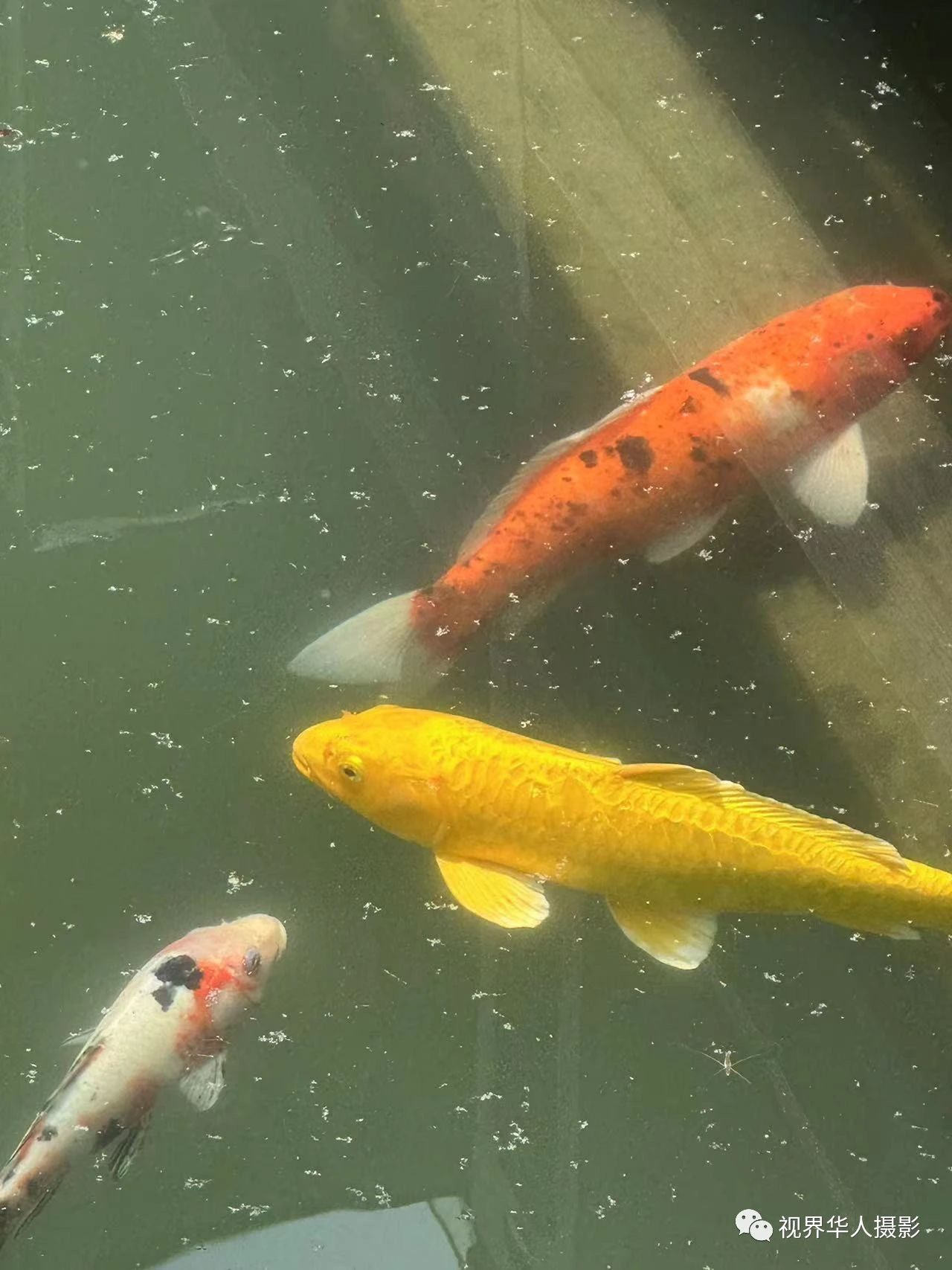 岑国荣|辞旧迎新的祝福:年年有鱼(图19) 19.jpg