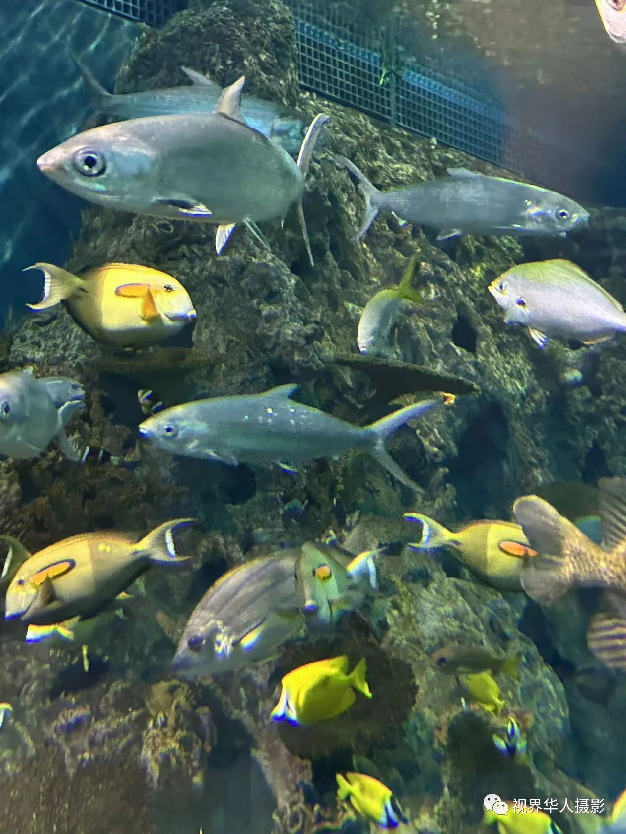 岑国荣|辞旧迎新的祝福:年年有鱼(图21) 21.jpg