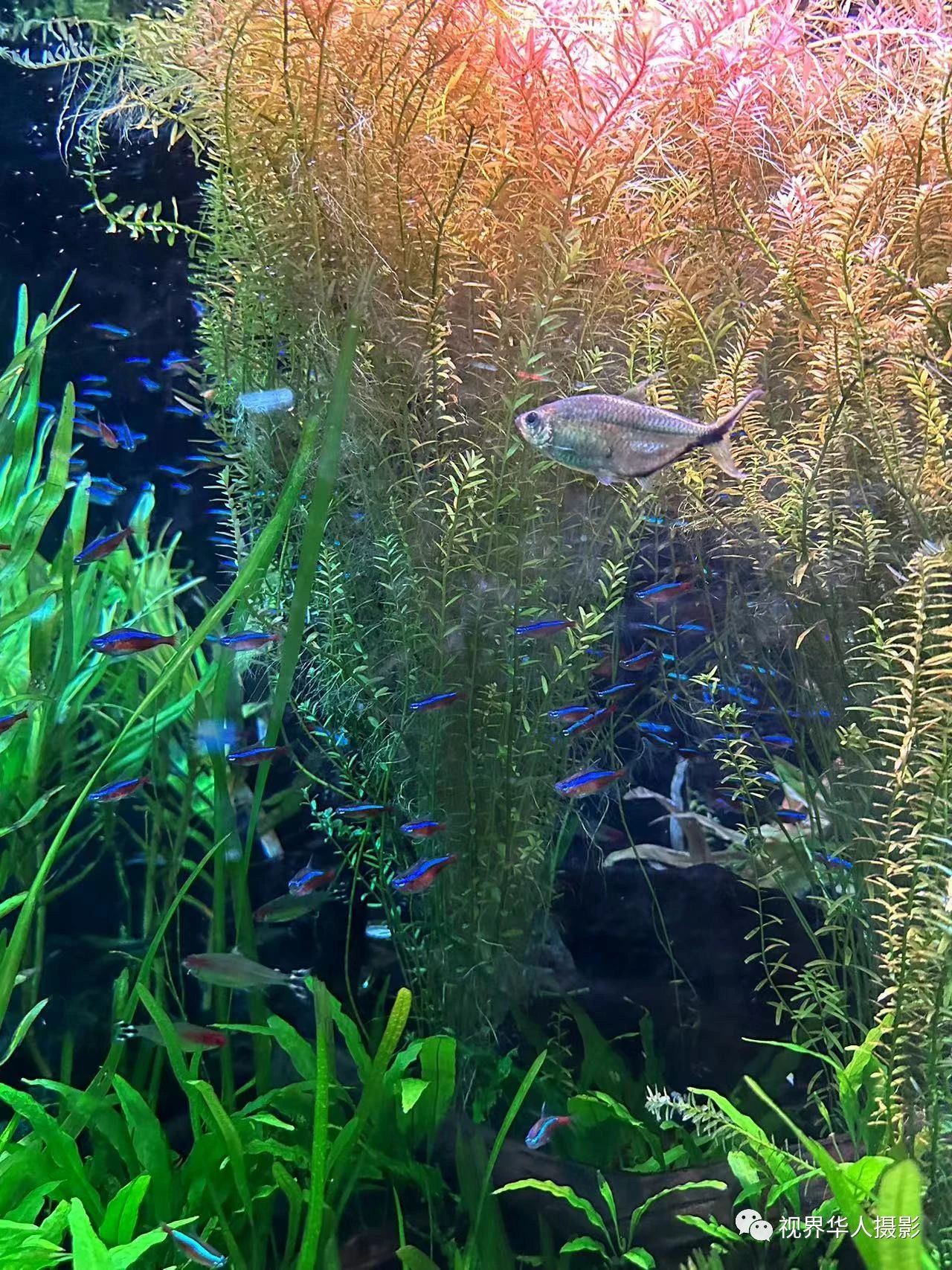 岑国荣|辞旧迎新的祝福:年年有鱼(图28) 29.jpg