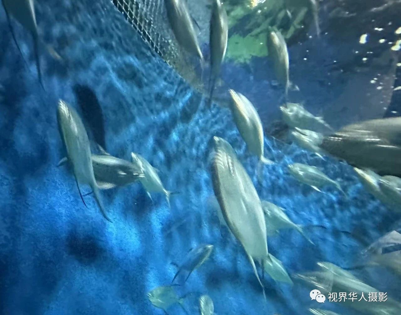 岑国荣|辞旧迎新的祝福:年年有鱼(图31) 32.jpg