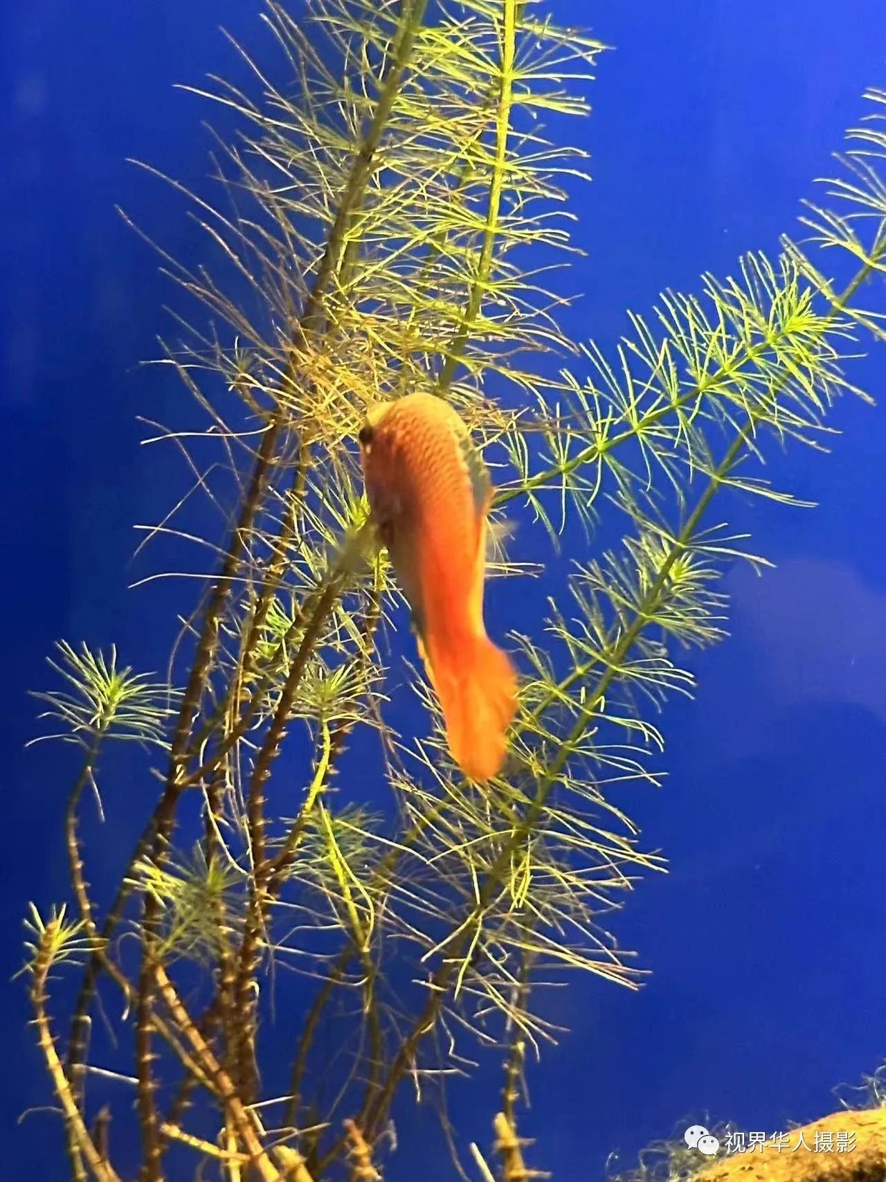 岑国荣|辞旧迎新的祝福:年年有鱼(图32) 33.jpg