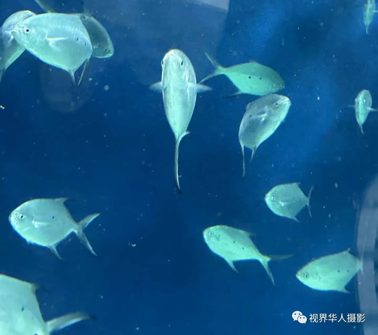 岑国荣|辞旧迎新的祝福:年年有鱼(图35) 36.jpg