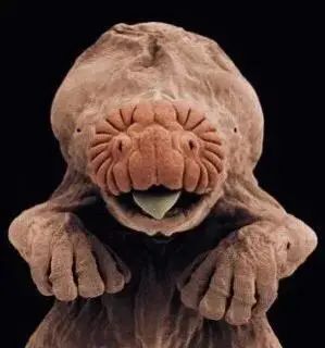 小小的微生物放大了竟然如此可怕——显微镜下的微型生物(图6) 8.jpg